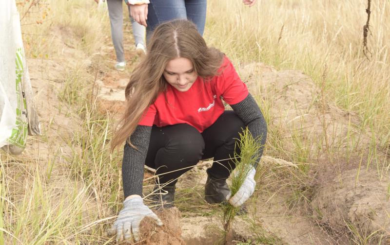 Воронежская команда «Молодежки ОНФ» высадила более тысячи сосен на месте горельника в Кожевенном кордоне