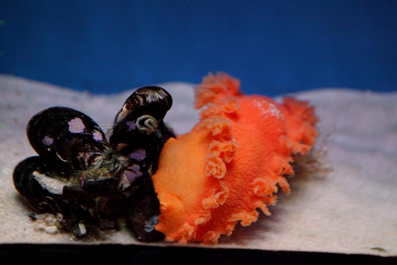 Голый нервный моллюск в Приморском океанариуме