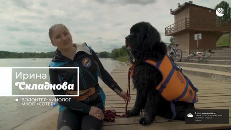 Пушистые спасатели: как собаки следят 
за безопасностью на воде
