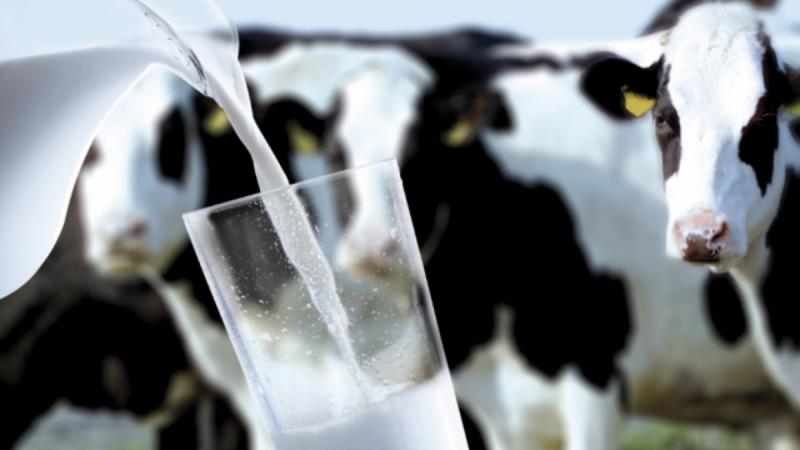 Свыше 1 миллиарда рублей направят на поддержку производства молока в регионе