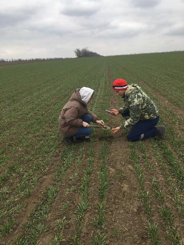 Зимний зерновой клещ – опасный вредитель, но не для посевов Степновского района
