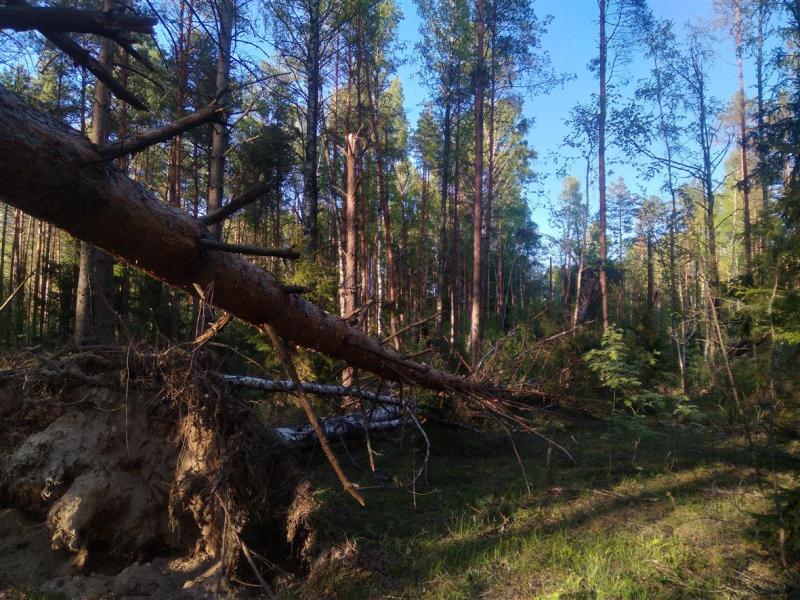 Лесопатологи обследуют ветровал на территории Ершичского лесничества