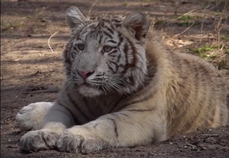Белый тигренок Кови появился в зоопарке Новосибирска
