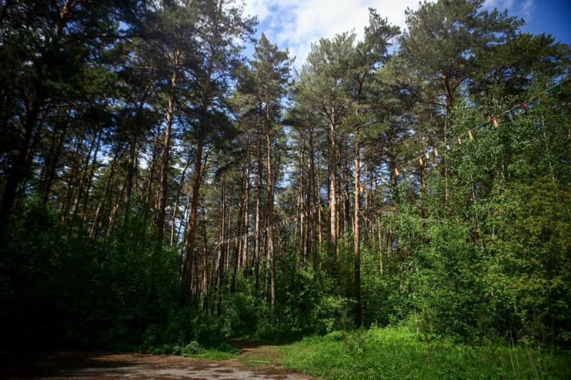 Новосибирцы голосуют за варианты благоустройства Инюшенского бора