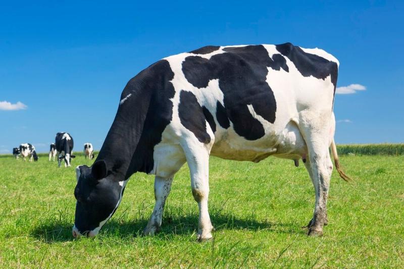 «Погибла на месте»: молния пронзила пасущуюся корову под Новосибирском