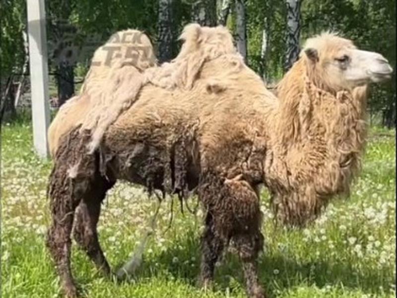 Верблюда заметили в 15 километрах от Новосибирска