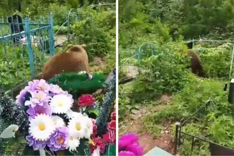 Мать убитого студента НГТУ встретила медвежонка на могиле сына