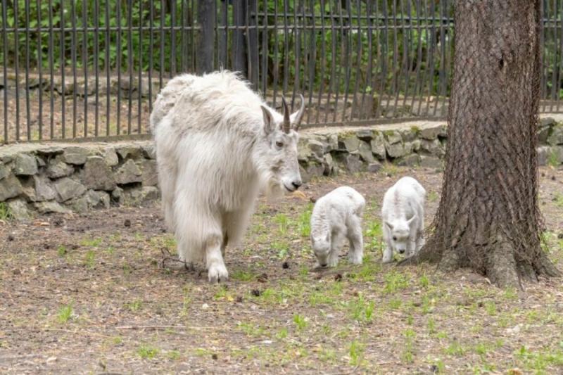 Снежные козлята родились в зоопарке Новосибирска