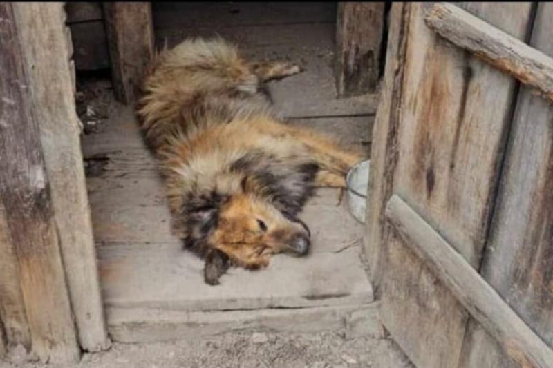 Новосибирец избавил собаку от одиночества с помощью смерти