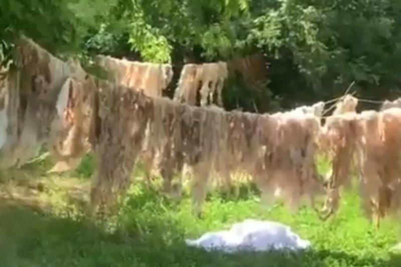 «Жесть какая»: мигранты сушат овечью шерсть во дворах жилых домов в Новосибирске