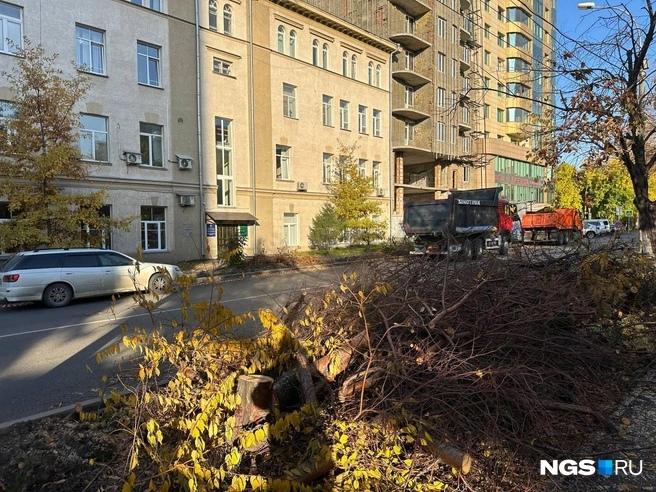 «Была шикарная аллея»: новосибирские власти ответили, какие растения высадят на месте срубленных деревьев в центре