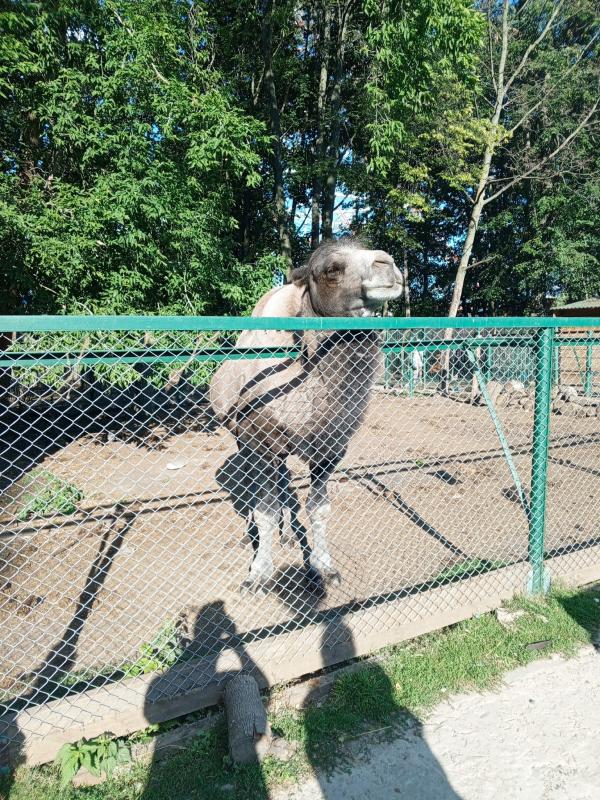 лумкр и бумер лм и бонд пацанский