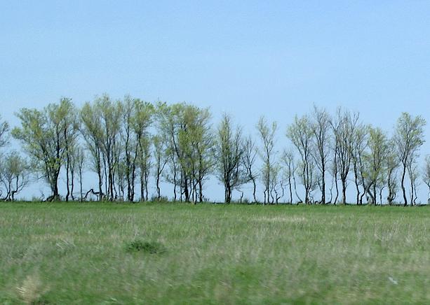 Больше 40 гектаров сельхозземель в Городищенском  районе зарастает сорняками и деревьями.